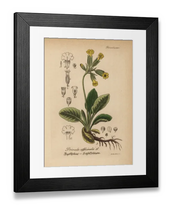 Framed Print : Cowslip, Primula veris Framed Print : Cowslip, Primula veris