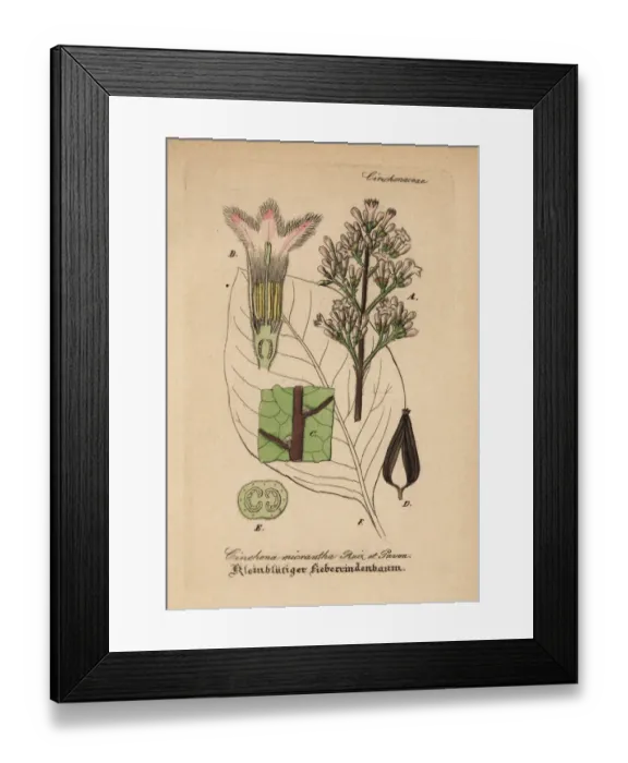 Framed Print : Quinine, red cinchona or cinchona bark, Cinchona micrantha Framed Print : Quinine, red cinchona or cinchona bark, Cinchona micrantha