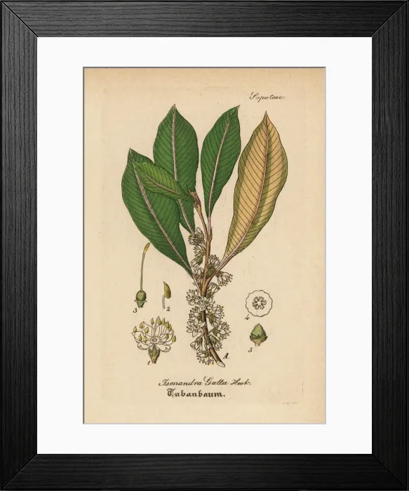 Framed Print : Gutta-percha, Palaquium gutta Framed Print : Gutta-percha, Palaquium gutta