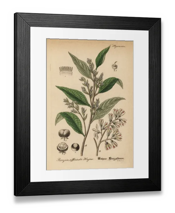 Framed Print : Gum benjamin tree, Styrax benzoin Framed Print : Gum benjamin tree, Styrax benzoin