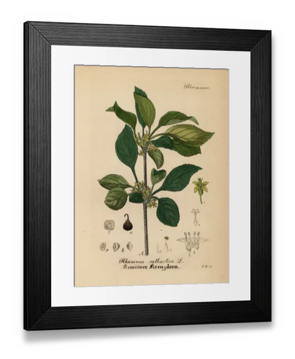 Framed Print : Common buckthorn or purging buckthorn, Rhamnus cathartica Framed Print : Common buckthorn or purging buckthorn, Rhamnus cathartica