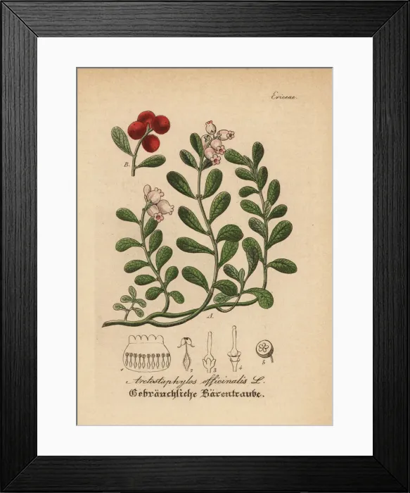 Framed Print : Kinnikinnick and pinemat manzanita, Arctostaphylos uva-ursi Framed Print : Kinnikinnick and pinemat manzanita, Arctostaphylos uva-ursi
