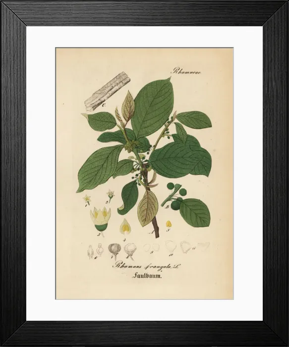 Framed Print : Alder buckthorn, Frangula alnus Framed Print : Alder buckthorn, Frangula alnus