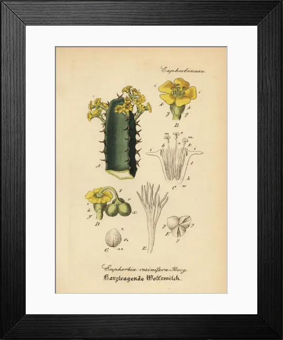 Framed Print : Resin spurge, Euphorbia resinifera Framed Print : Resin spurge, Euphorbia resinifera
