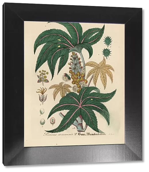 Castorbean or castor-oil plant, Ricinus communis