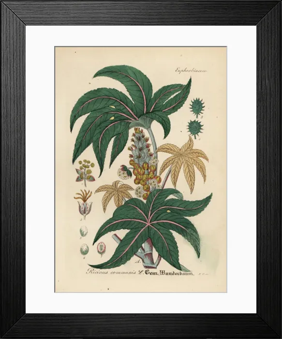 Framed Print : Castorbean or castor-oil plant, Ricinus communis Framed Print : Castorbean or castor-oil plant, Ricinus communis