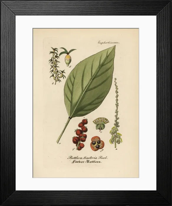 Framed Print : Kamala tree, Mallotus philippensis Framed Print : Kamala tree, Mallotus philippensis