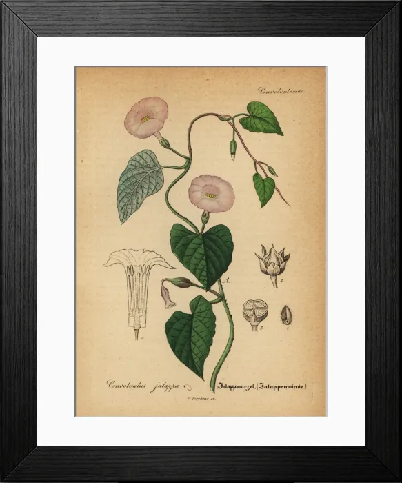 Framed Print : Jalap, Ipomoea jalapa