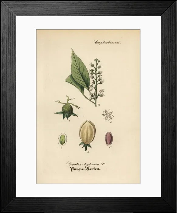 Framed Print : Purging croton, Croton tiglium Framed Print : Purging croton, Croton tiglium
