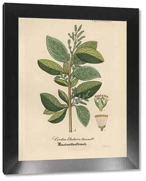 Cascarilla, Croton eluteria