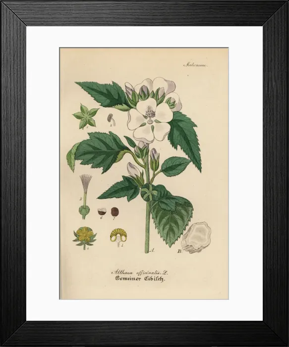 Framed Print : Marshmallow, Althaea officinalis Framed Print : Marshmallow, Althaea officinalis