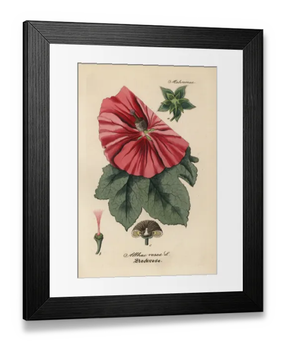 Framed Print : Hollyhock, Alcea rosea Framed Print : Hollyhock, Alcea rosea