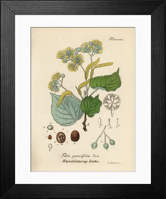 Framed Print : Small-leaved lime or littleleaf linden, Tilia cordata Framed Print : Small-leaved lime or littleleaf linden, Tilia cordata