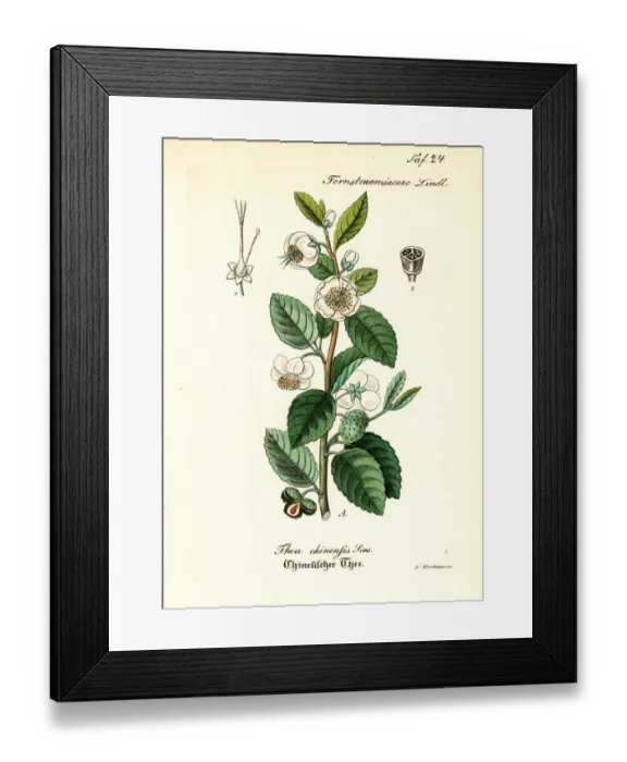 Framed Print : Tea plant, Camellia chinensis (Thea chinensis) Framed Print : Tea plant, Camellia chinensis (Thea chinensis)