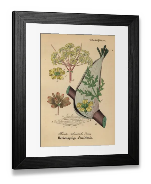 Framed Print : Asafoetida, Ferula rubricaulis Framed Print : Asafoetida, Ferula rubricaulis