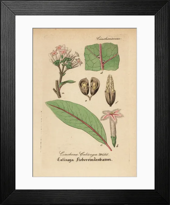 Framed Print : Calisaya, Cinchona calisaya Framed Print : Calisaya, Cinchona calisaya