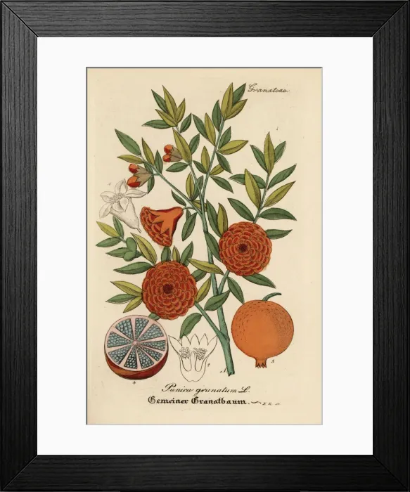 Framed Print : Pomegranate, Punica granatum Framed Print : Pomegranate, Punica granatum