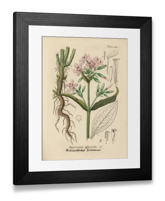 Framed Print : Soapwort, Saponaria officinalis Framed Print : Soapwort, Saponaria officinalis