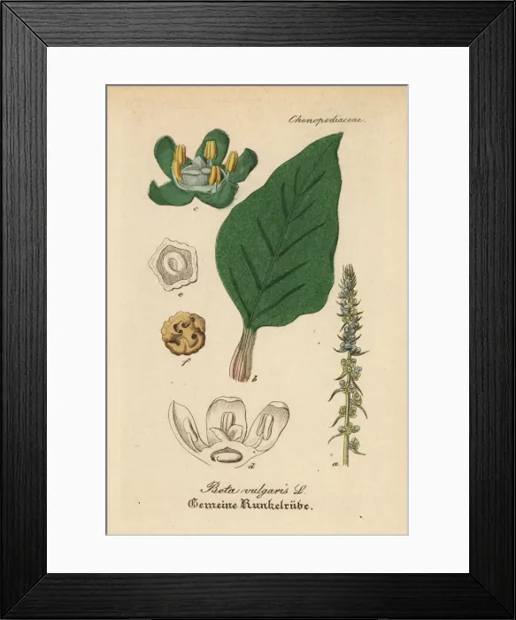 Framed Print : Beet, Beta vulgaris Framed Print : Beet, Beta vulgaris