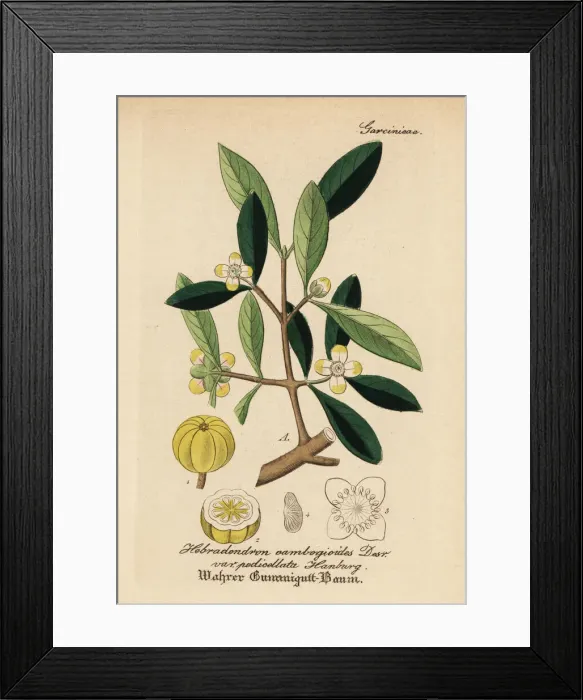 Framed Print : Gamboge, Garcinia morella Framed Print : Gamboge, Garcinia morella