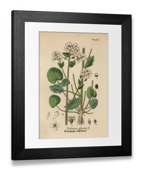 Framed Print : Scurvygrass, Cochlearia officinalis Framed Print : Scurvygrass, Cochlearia officinalis