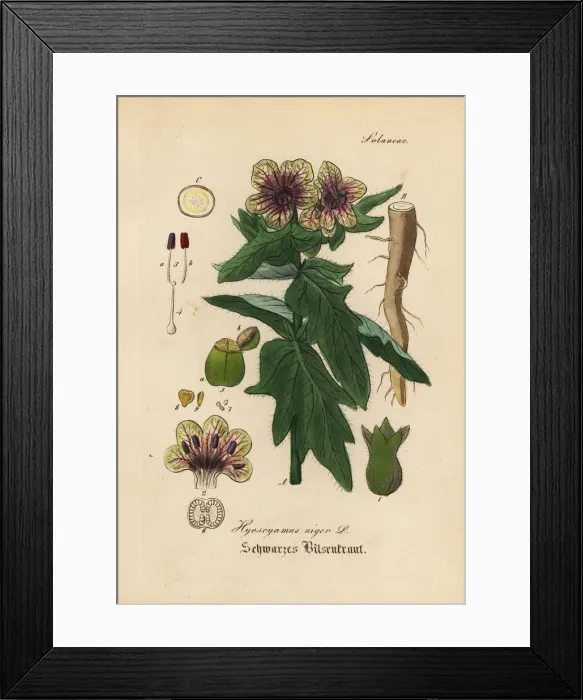 Framed Print : Black henbane or stinking nightshade, Hyoscyamus niger Framed Print : Black henbane or stinking nightshade, Hyoscyamus niger
