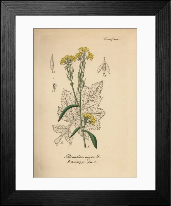 Framed Print : Black mustard, Brassica nigra Framed Print : Black mustard, Brassica nigra