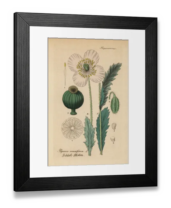 Framed Print : Opium poppy, Papaver somniferum Framed Print : Opium poppy, Papaver somniferum