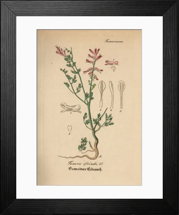 Framed Print : Fumitory, Fumaria officinalis Framed Print : Fumitory, Fumaria officinalis