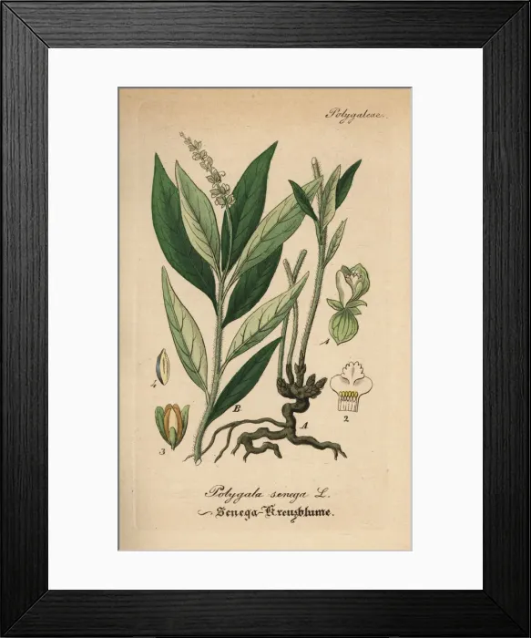 Framed Print : Seneca snakeroot, Polygala senega Framed Print : Seneca snakeroot, Polygala senega