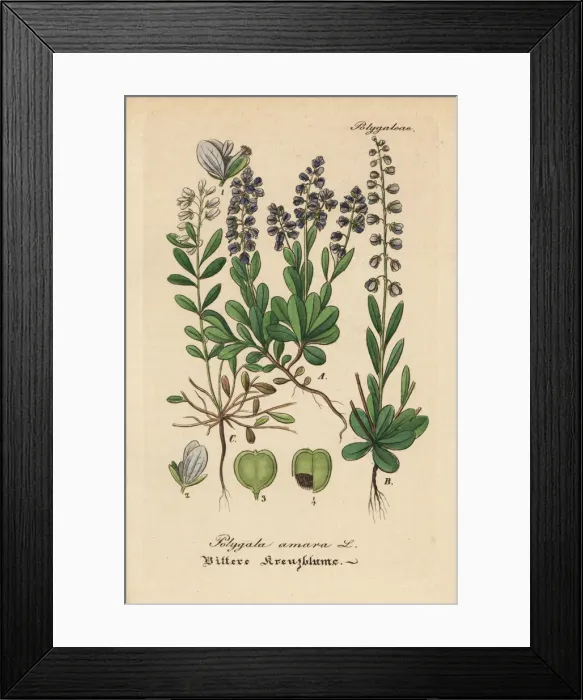 Framed Print : Bitter milkwort, Polygala amara Framed Print : Bitter milkwort, Polygala amara