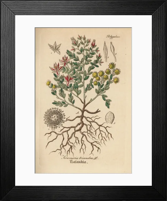 Framed Print : Peruvian rhatany, Krameria lappacea Framed Print : Peruvian rhatany, Krameria lappacea