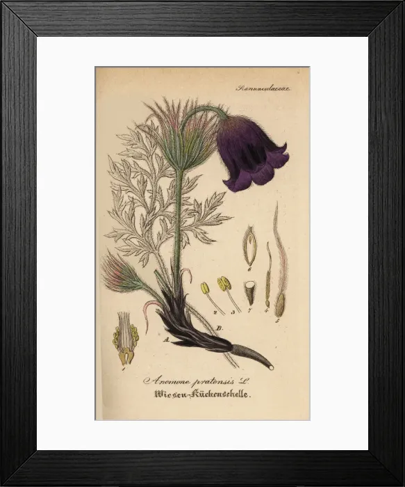 Framed Print : Small pasque flower, Anemone pratensis Framed Print : Small pasque flower, Anemone pratensis