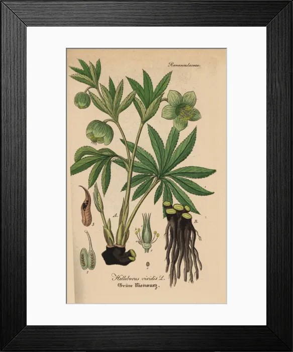 Framed Print : Green hellebore, Helleborus viridis Framed Print : Green hellebore, Helleborus viridis