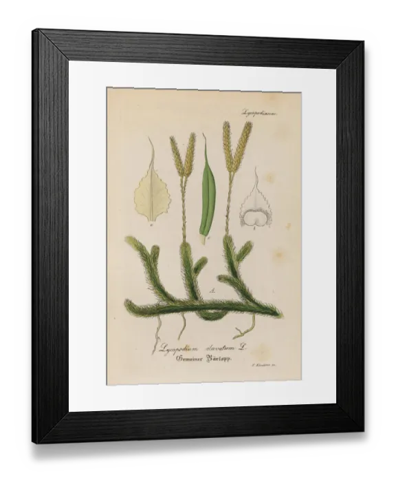 Framed Print : Stag s-horn clubmoss, Lycopodium clavatum Framed Print : Stag s-horn clubmoss, Lycopodium clavatum