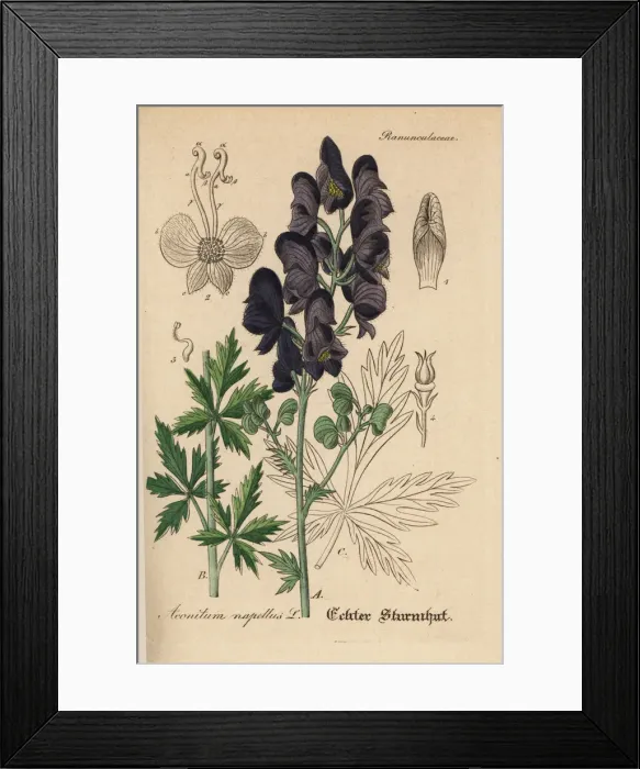Framed Print : Monks hood, Aconitum napellus Framed Print : Monks hood, Aconitum napellus