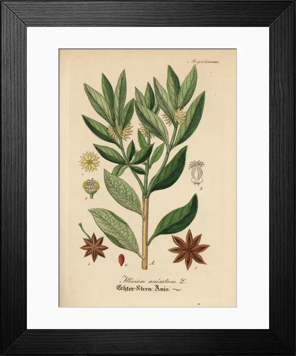 Framed Print : Japanese star anis, Illicium anisatum Framed Print : Japanese star anis, Illicium anisatum