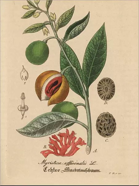 Mace and nutmeg, Myristica fragrans