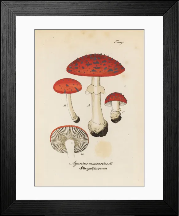 Framed Print : Fly agaric, Amanita muscaria Framed Print : Fly agaric, Amanita muscaria