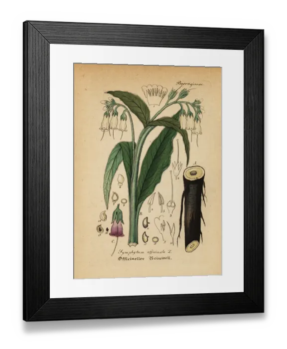 Framed Print : True comfrey, Symphytum officinale Framed Print : True comfrey, Symphytum officinale