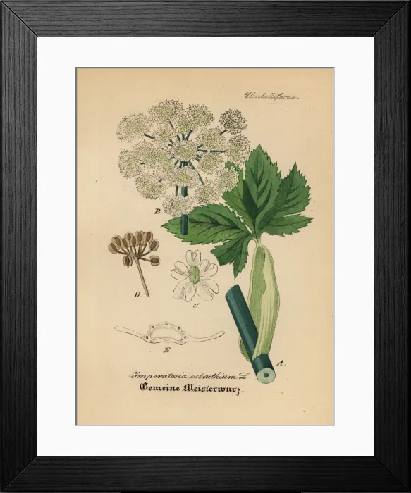 Framed Print : Masterwort, Peucedanum ostruthium Framed Print : Masterwort, Peucedanum ostruthium