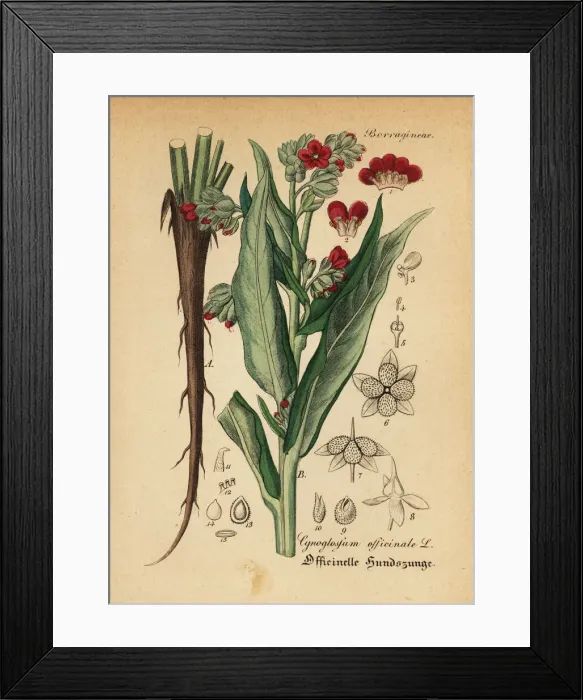 Framed Print : Houndstooth, Cynoglossum officinale Framed Print : Houndstooth, Cynoglossum officinale