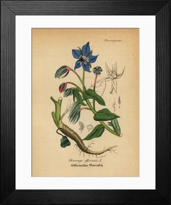 Framed Print : Borage, Borago officinalis Framed Print : Borage, Borago officinalis