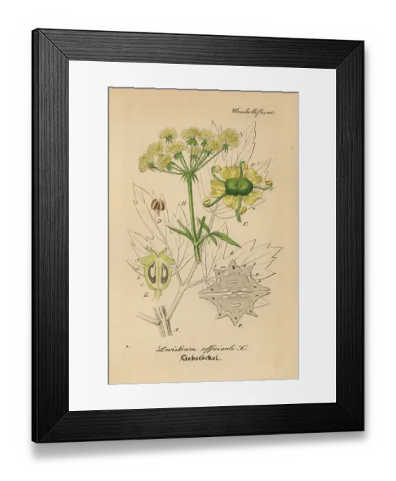 Framed Print : Lovage, Levisticum officinale Framed Print : Lovage, Levisticum officinale