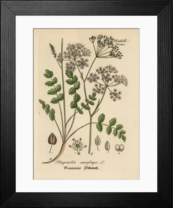 Framed Print : Burnet-saxifrage, Pimpinella saxifraga Framed Print : Burnet-saxifrage, Pimpinella saxifraga