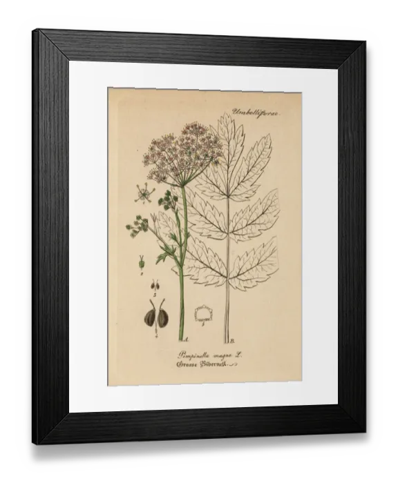 Framed Print : Greater burnet-saxifrage, Pimpinella major Framed Print : Greater burnet-saxifrage, Pimpinella major