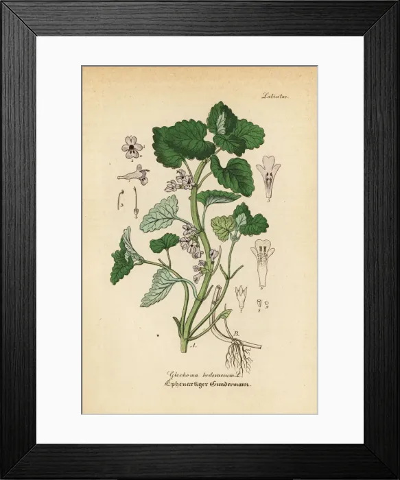 Framed Print : Ground-ivy, Glechoma hederacea Framed Print : Ground-ivy, Glechoma hederacea