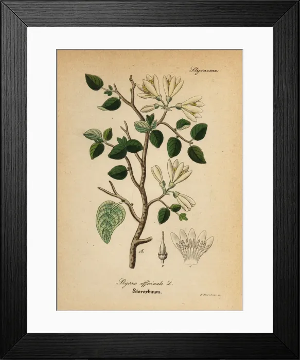 Framed Print : Styrax bush, Styrax officinalis Framed Print : Styrax bush, Styrax officinalis