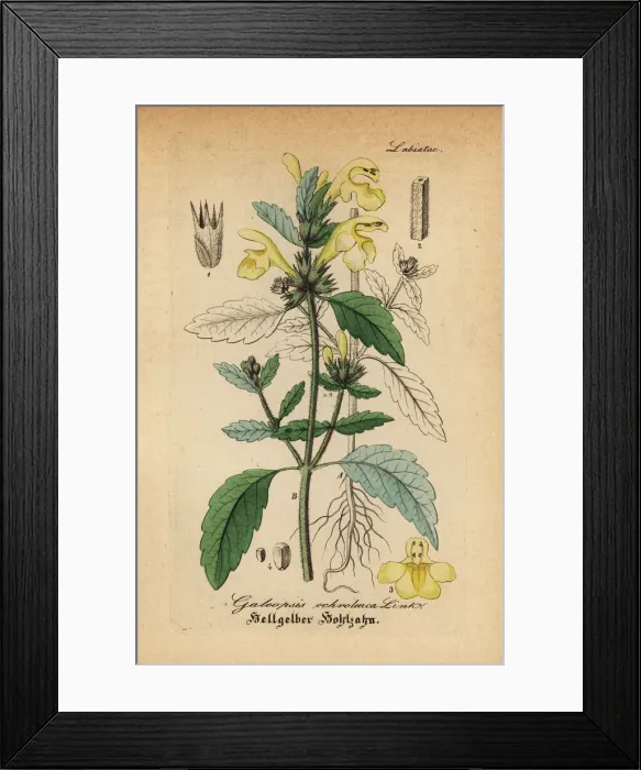 Framed Print : Downy hemp-nettle, Galeopsis segetum