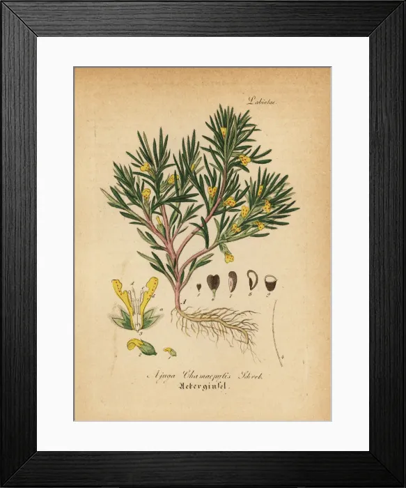 Framed Print : Yellow bugle or ground-pine, Ajuga chamaepitys Framed Print : Yellow bugle or ground-pine, Ajuga chamaepitys